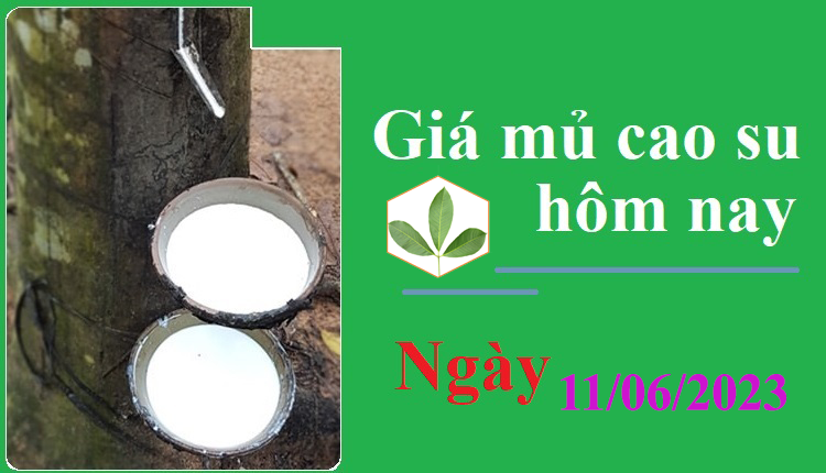 Giá mủ cao su hôm nay ngày 11/06/2023