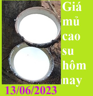 Giá mủ cao su hôm nay 13/06/2023